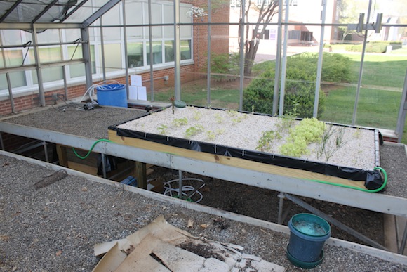 ... gravel bed containing plants and a water tank filled with fish. Photo