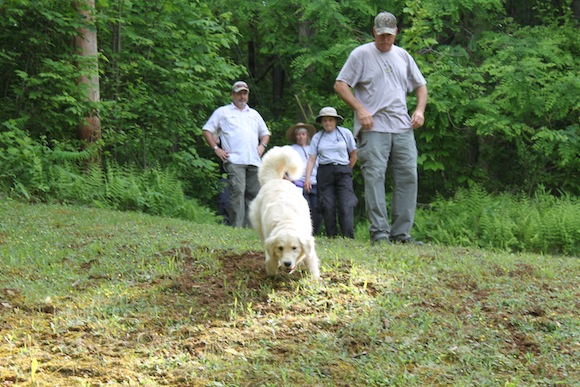 Cadaver Dog Training At Wcu