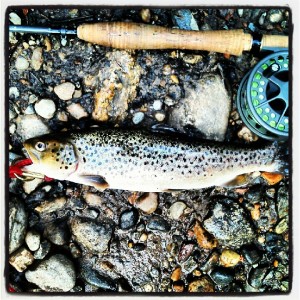 Give trout fishing in WNC a try