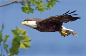 Bald eagles make a comeback in N.C., Jackson County