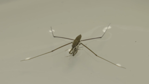 Researching mosquitos and raising awareness in WNC