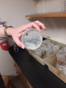 Mold isn’t just found in buildings, it’s a nuisance for microbiologists