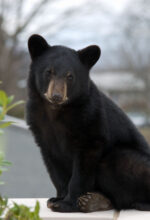 BearWise keeps bears wild in Waynesville