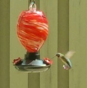 Hummingbirds have returned to NC